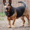 Tulma1 sucht ein Zuhause/Pflegestelle