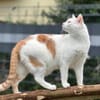 Punky sucht Zuhause