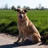 Schleckermaul ALMA sucht Kong-Befüller