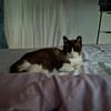 SOS BALOU- verliert sein neues Zuhause!