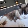 SOS BALOU- verliert sein neues Zuhause!
