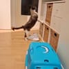 SOS BALOU- verliert sein neues Zuhause!