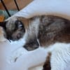 SOS BALOU- verliert sein neues Zuhause!