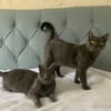 Fairy & Caillou suchen ein neues Zuhause
