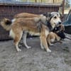 SIMBA-zauberhafter Rüde, 44 cm