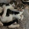 Izzy u. Ivo suchen ein liebevolles Heim