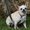 MINIE