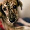 Pepper möchte endlich verstanden werden