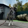 Pepper möchte endlich verstanden werden