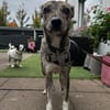 Pepper möchte endlich verstanden werden
