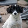 Alma ! Dringend Zuhause gesucht