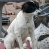 Alma ! Dringend Zuhause gesucht