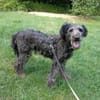 Ronny 47 cm (Pflegestelle)
