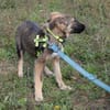 Scotty sucht sein Zuhause