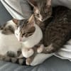 Minos und Vivo aus dem Tierschutz
