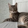 Minos und Vivo aus dem Tierschutz
