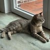Minos und Vivo aus dem Tierschutz