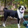 Buddy, der ideale Familienhund
