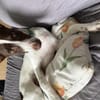 Kuschelige Mika sucht ihre familie
