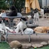 Lea sucht ihre Familie