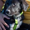 Herzensbrecher Bobby sucht seine Familie