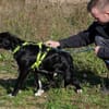 Herzensbrecher Bobby sucht seine Familie