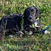 Herzensbrecher Bobby sucht seine Familie