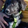 Herzensbrecher Bobby sucht seine Familie