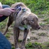 Sanfte Flocke sucht ihre Familie