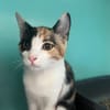 Amy (en cours d'adoption)