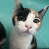 Amy (en cours d'adoption)