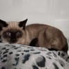 Miel (En cours d'adoption)