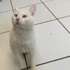 Lenon [Fiv+]