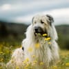 Odin