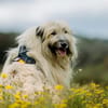 Odin