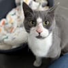 TOM