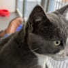 TOM