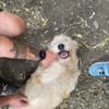 Petey