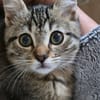 FINLEY