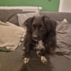 Tino, kleiner Herzensbrecher sucht Dich
