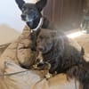 Tino, kleiner Herzensbrecher sucht Dich