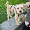 Oscar 1-jähriger Mischling sucht