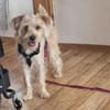 Oscar 1-jähriger Mischling sucht