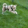Oscar 1-jähriger Mischling sucht