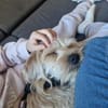 Oscar 1-jähriger Mischling sucht