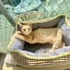 Ingwerfarbiger junger Kater Cornelius