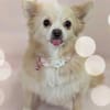 Raya, eine liebe 6-jährige spitz dame