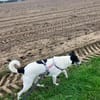 Belka 3 Jahre alt, eine perfekte 2. Hund