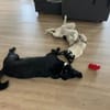 Belka 3 Jahre alt, eine perfekte 2. Hund