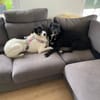 Belka 3 Jahre alt, eine perfekte 2. Hund